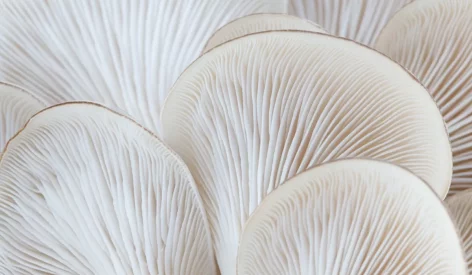MycoTechnology’s proprietary fermentation platform harnesses mushroom mycelia to create transformative ingredients