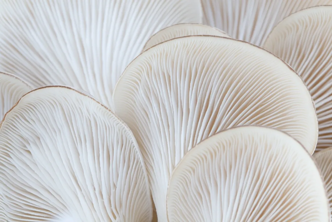 MycoTechnology’s proprietary fermentation platform harnesses mushroom mycelia to create transformative ingredients