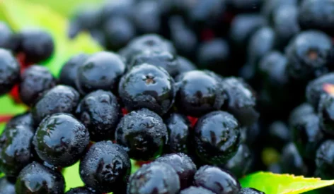 organic elderberry extract