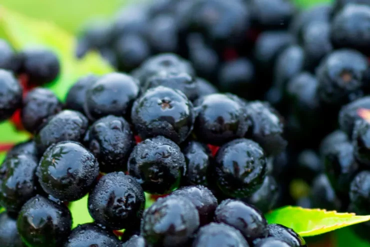 organic elderberry extract