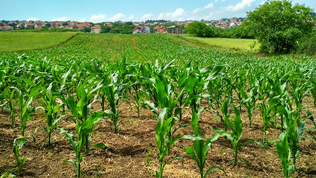 corn wet mill