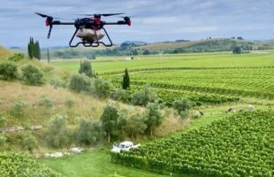 Drone in vineyards