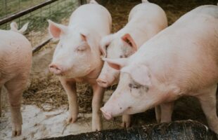 Animal nutrition summit