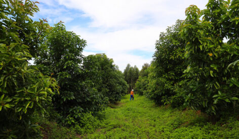 Avocado supply chain