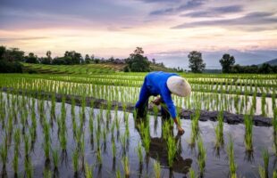 Asia Food Challenge Report