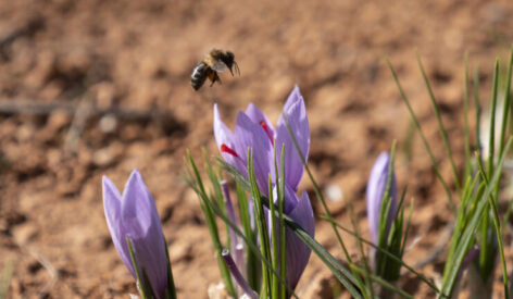 Saffron Extract