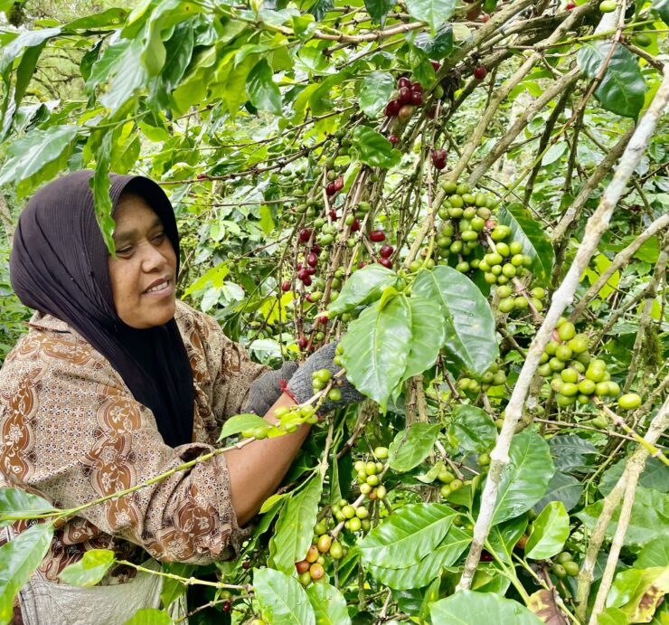 ofi raises sustainability ambition for coffee business