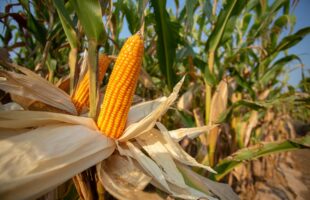 Corn Traceability System