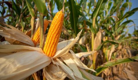 Corn Traceability System