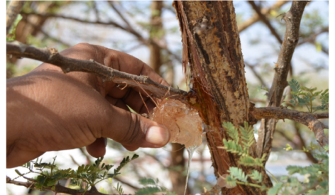 Secrets of Gum Arabic