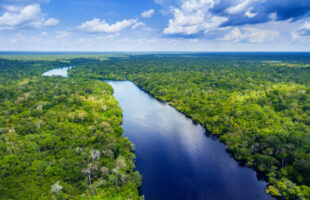 deforestation-free services