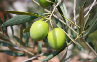 olive fruit extract