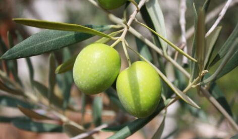 olive fruit extract