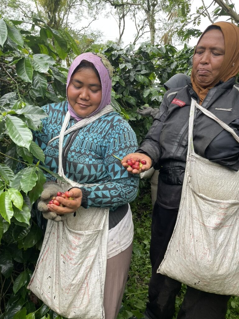 Farmers harvesting coffee cherries by hand 