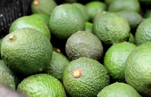 avocado-based paper and packaging