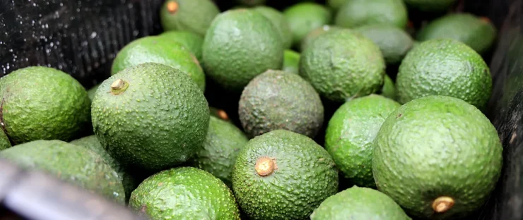 avocado-based paper and packaging