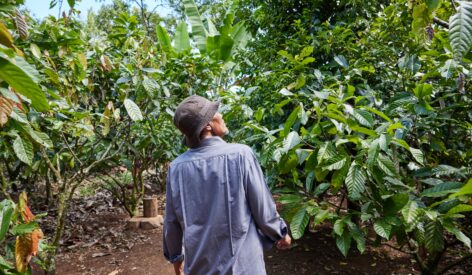 ofi’s cocoa business ‘raises regenerative agriculture ambition’ with new 2030 targets 