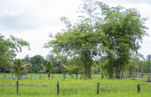 rice farming in Thailand