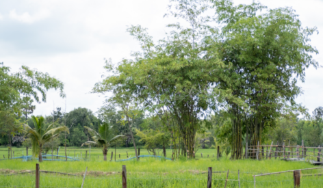 rice farming in Thailand