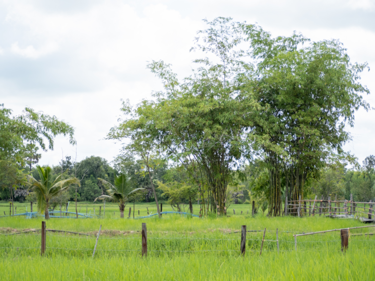 rice farming in Thailand