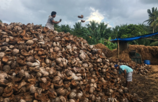 Coconut husk collection prior to processing into insulation