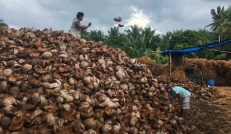 Coconut husk collection prior to processing into insulation