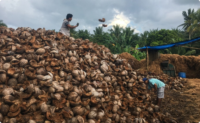 Coconut husk collection prior to processing into insulation