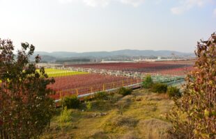 astaxanthin plant