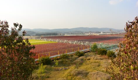 astaxanthin plant