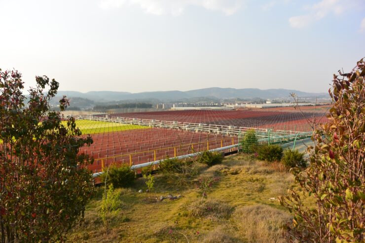 astaxanthin plant