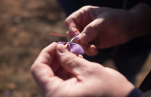 pharmactive saffron