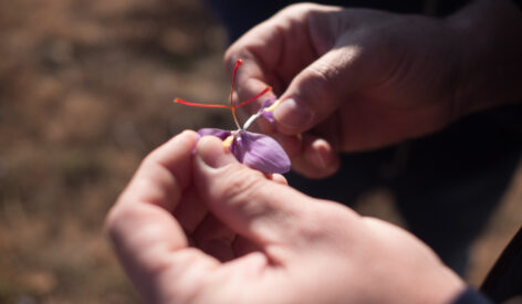 Saffron extract helps lighten mood