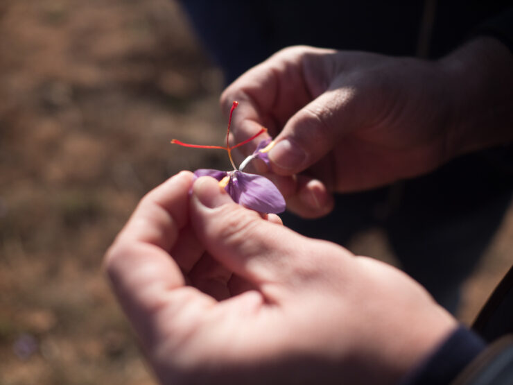 pharmactive saffron
