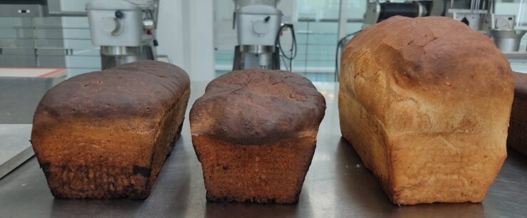 bread with insects
