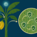 sustainable agriculture