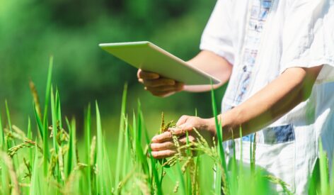 BENEO joins forces in ambitious sustainable rice farming project in Vietnam