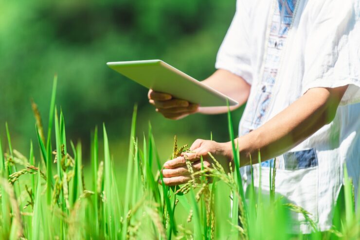 sustainable rice farming project in Vietnam