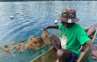 Seaweed farming