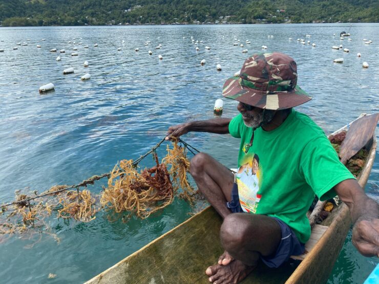 Seaweed farming