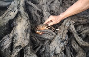 sustainable marine ecosystems