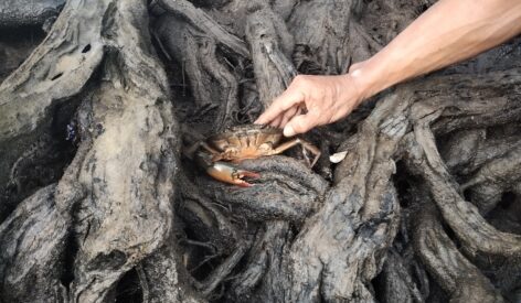 Building a sustainable marine ecosystem for Southeast Asia’s coastal economies 