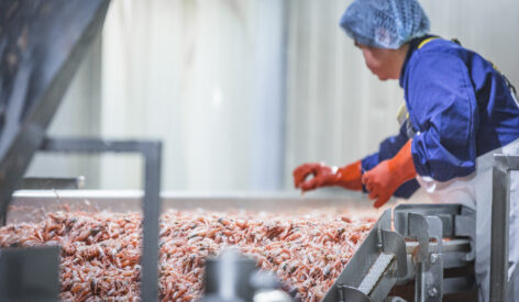 Prawn processing