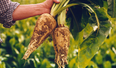 exclusive prebiotic claim for its chicory root fibre