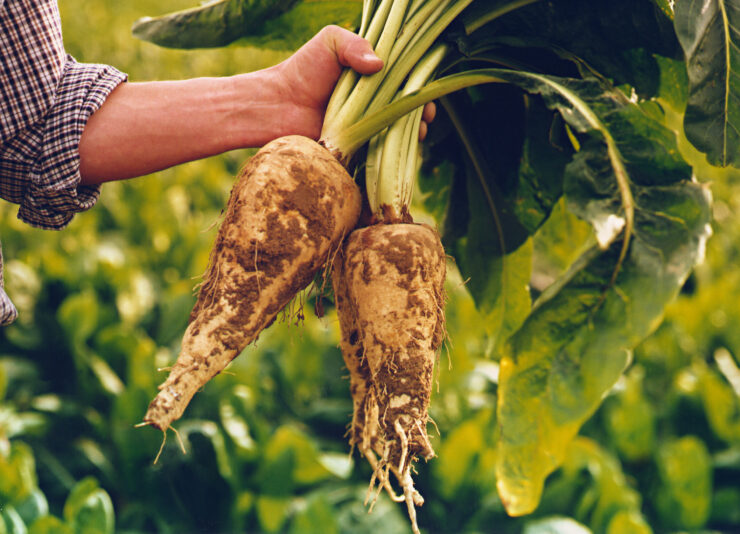 exclusive prebiotic claim for its chicory root fibre