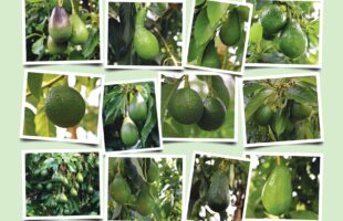 future of Avocados