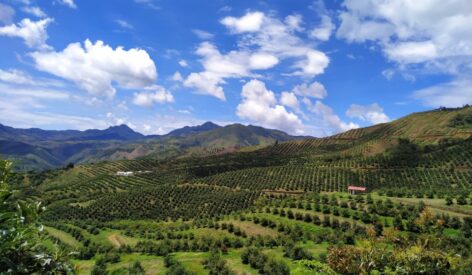 Varietal Development Program