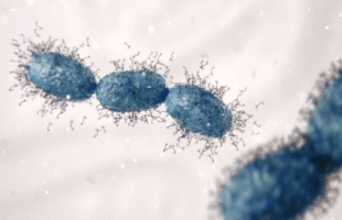 an image of a bacteriophage for dairy fermentation