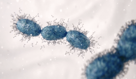 an image of a bacteriophage for dairy fermentation