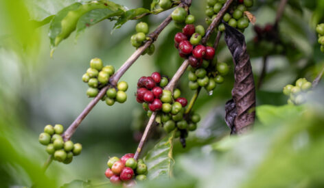 Celebrating Ivorian coffee and supporting communities in Côte d’Ivoire: A commitment by Nestlé